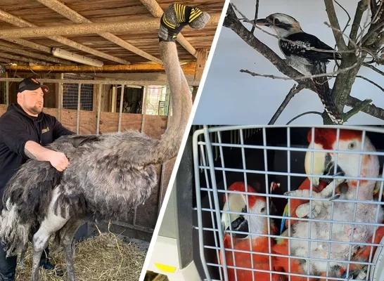 Verwaarloosde Dieren In Beslag Genomen In Mechelen: Eigenaar Gekend ...